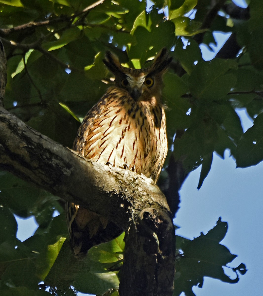 Tawny Fish-Owl - ML242344461
