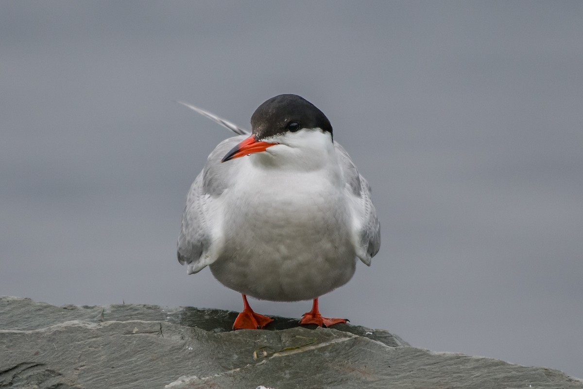 Common Tern - Frank King