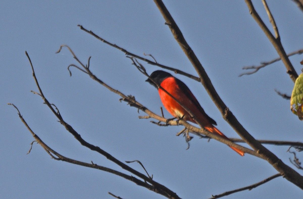 Scarlet Minivet - ML242345501