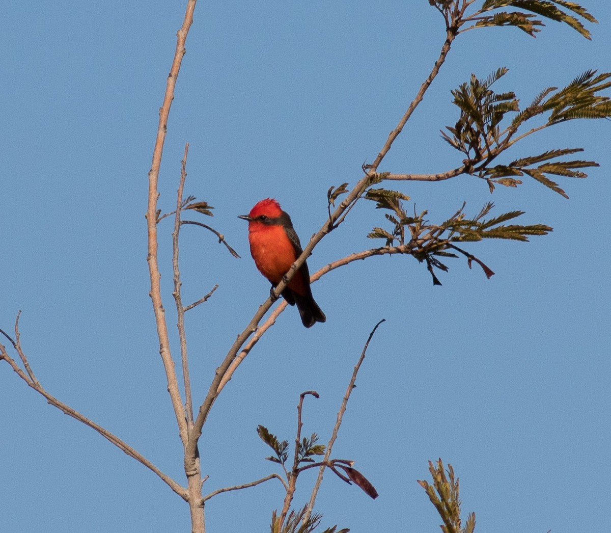 Vermilion Flycatcher - ML24234631