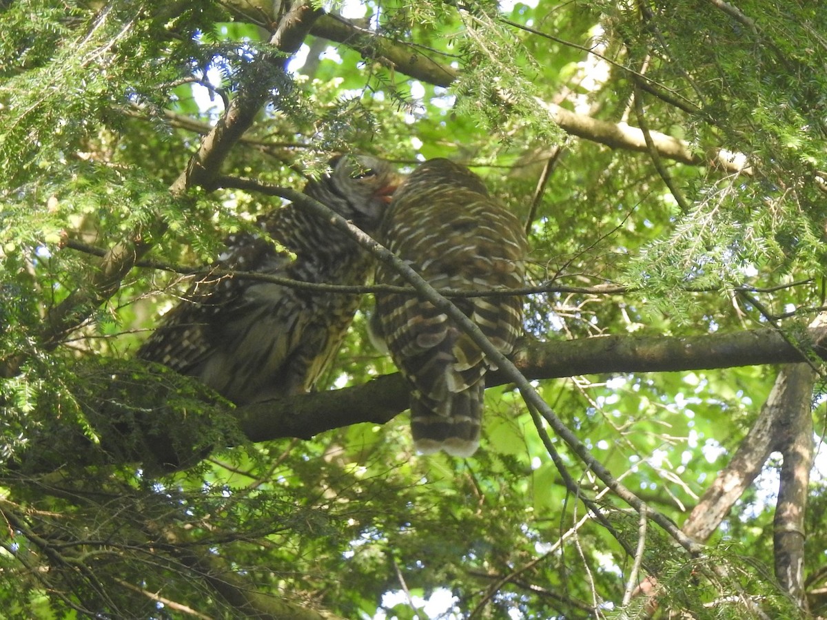 Barred Owl - ML242347211