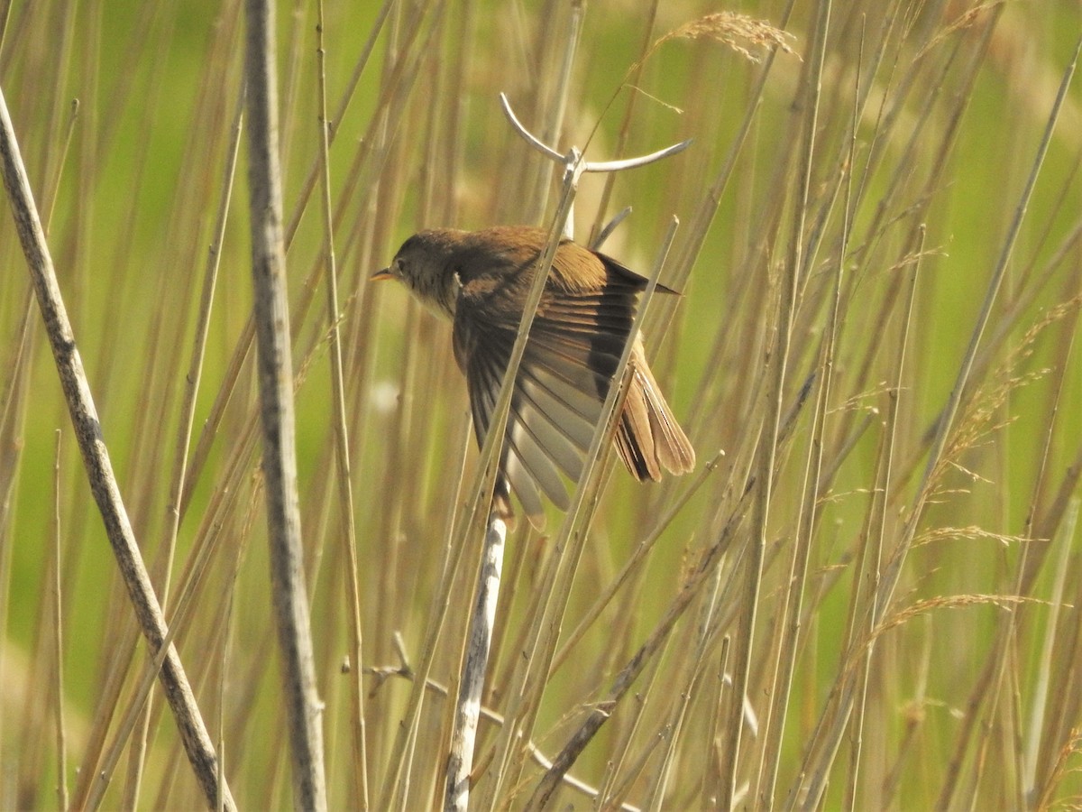 Common Reed Warbler - Stu  Buck