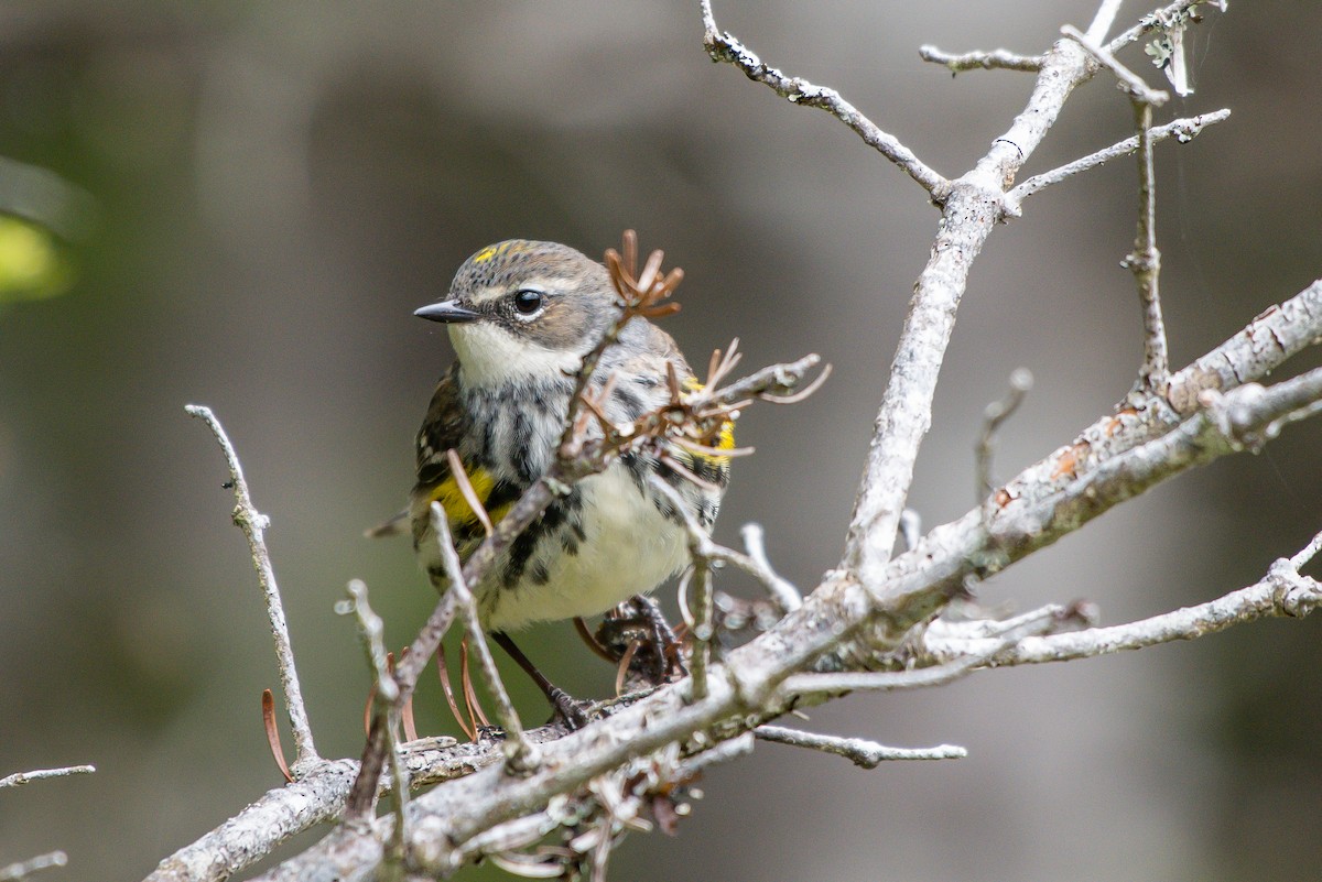 Yellow-rumped Warbler - ML242348361