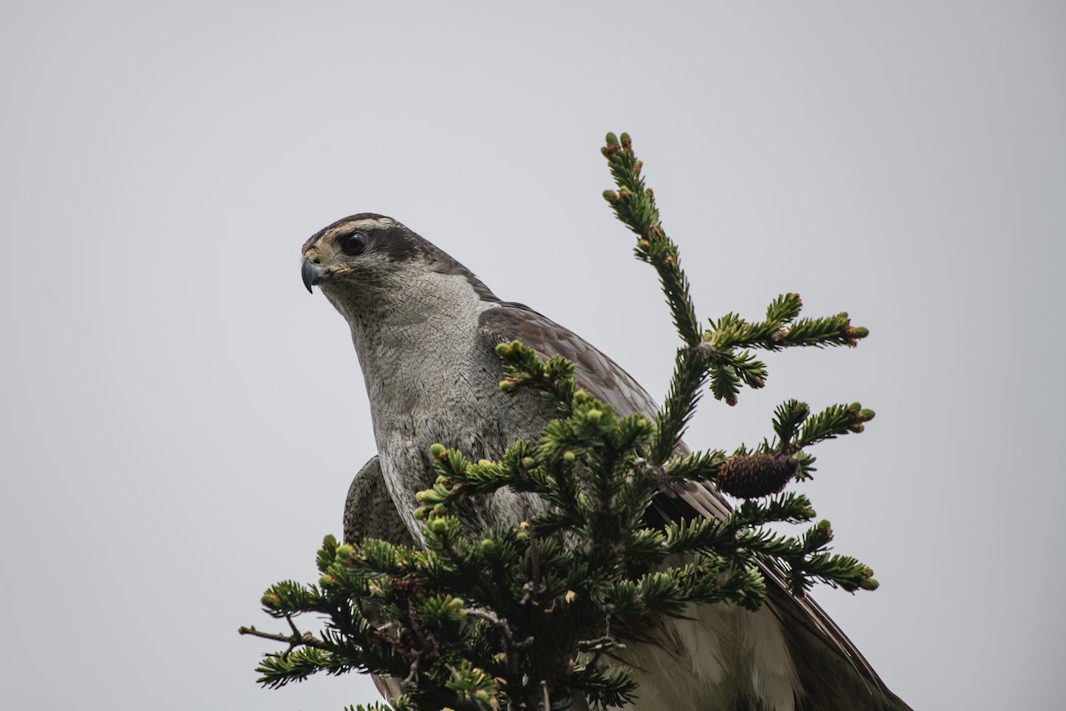 American Goshawk - ML242348391