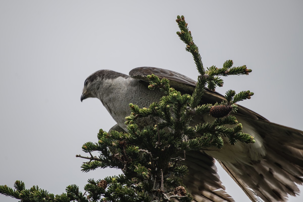 American Goshawk - ML242348431