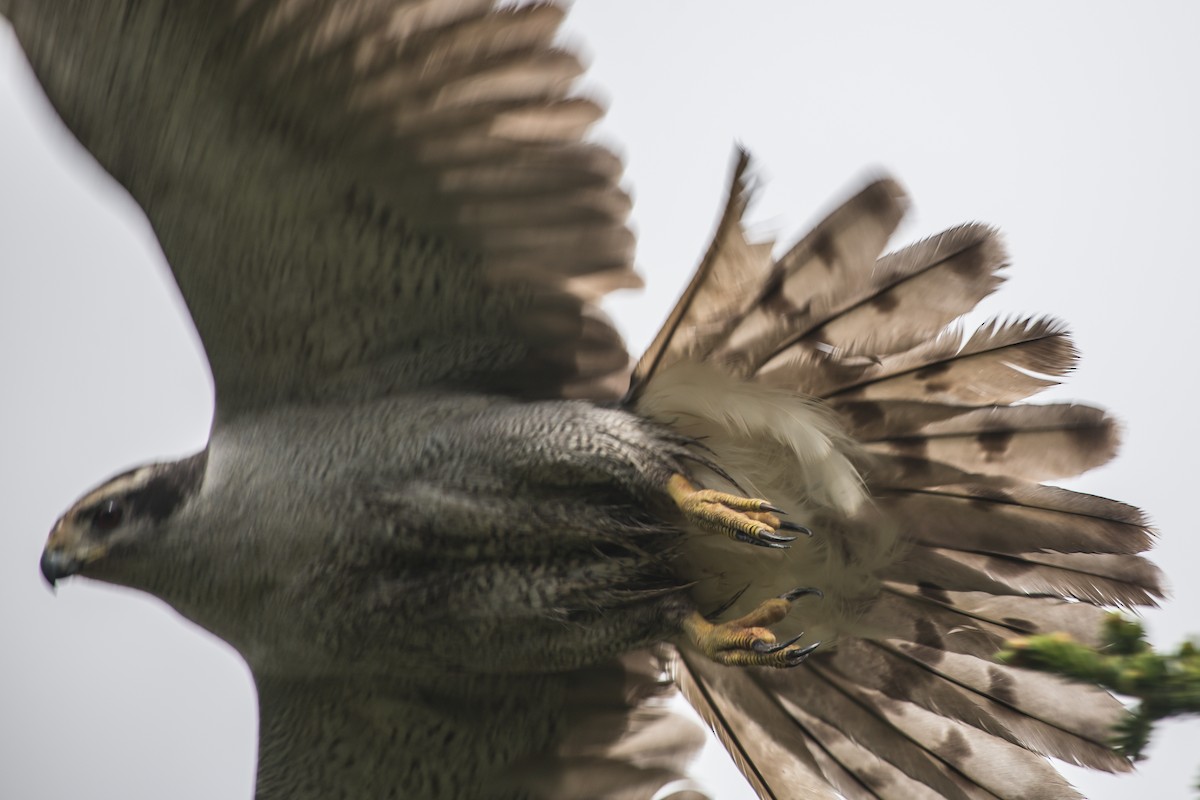 American Goshawk - ML242348481