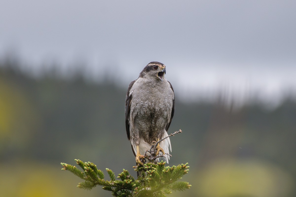 American Goshawk - ML242348541