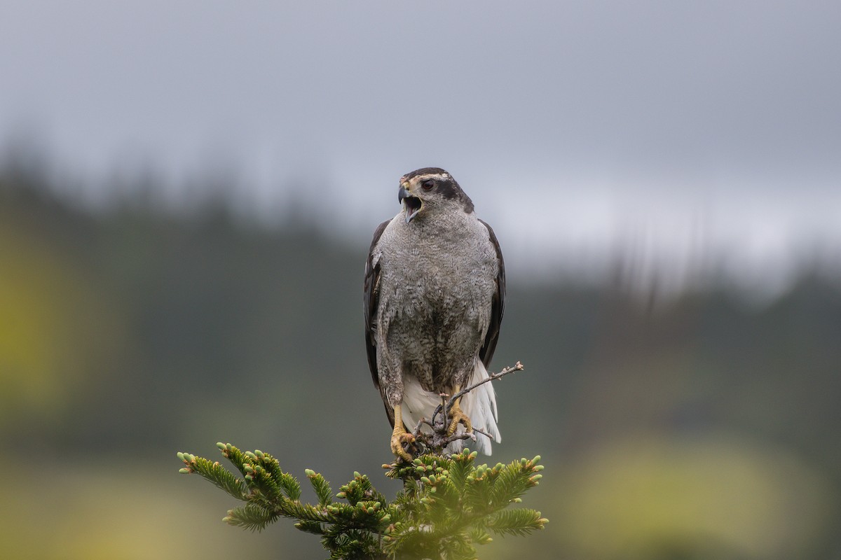 American Goshawk - ML242348571