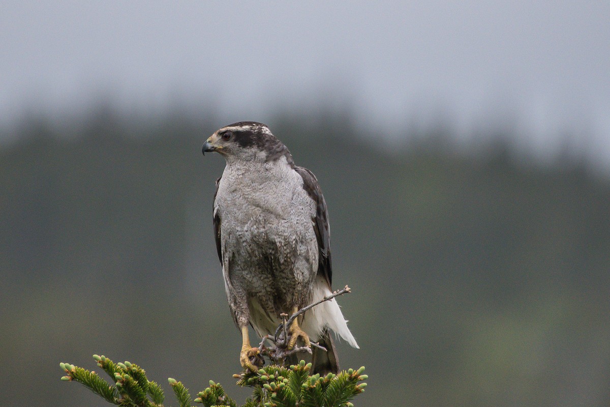 American Goshawk - ML242348581