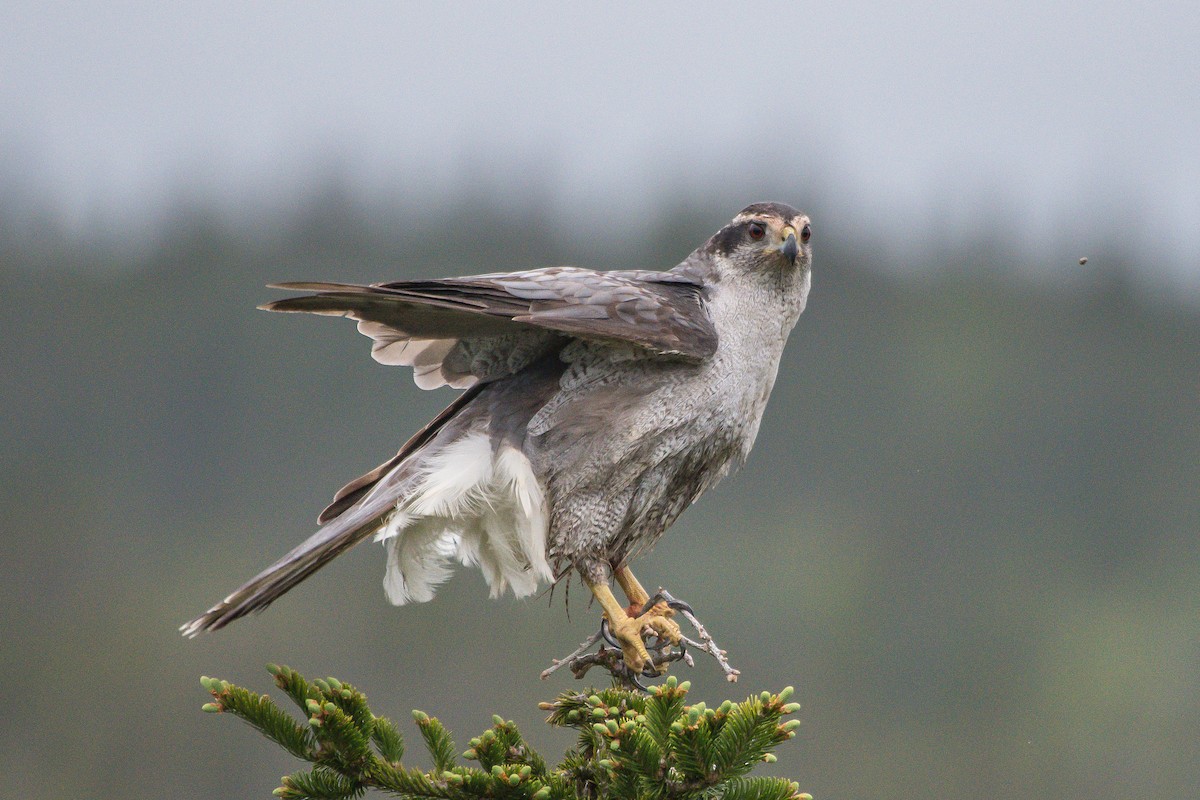 American Goshawk - ML242348891