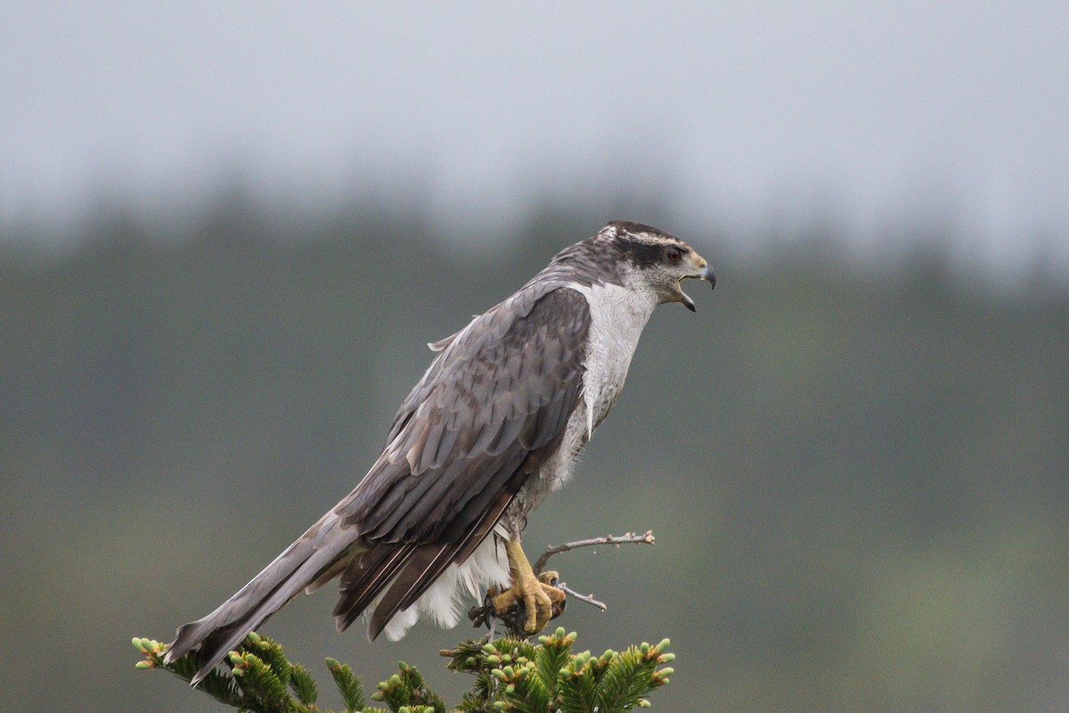 American Goshawk - ML242349091