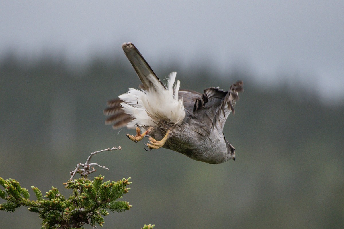 American Goshawk - ML242349241