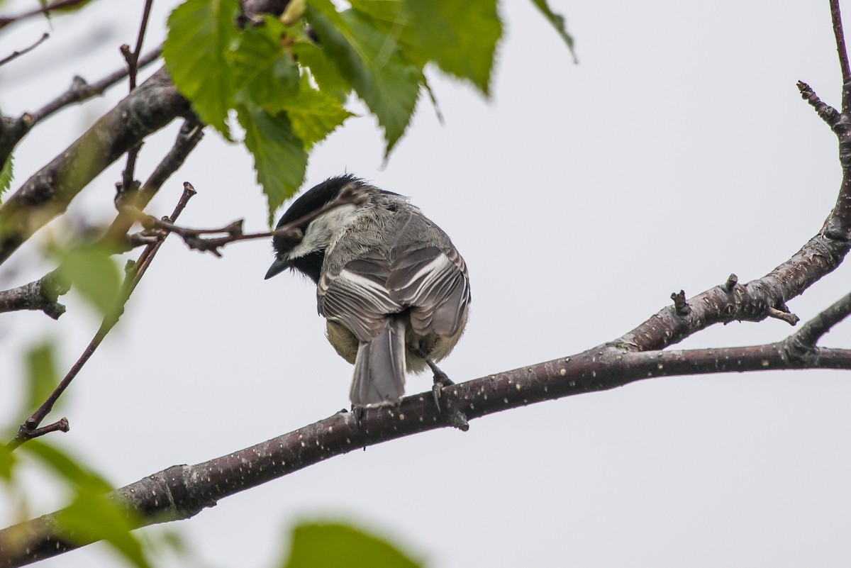 Mésange à tête noire - ML242349261