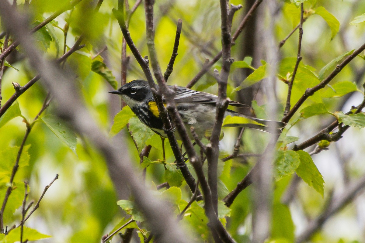 Yellow-rumped Warbler - ML242349341