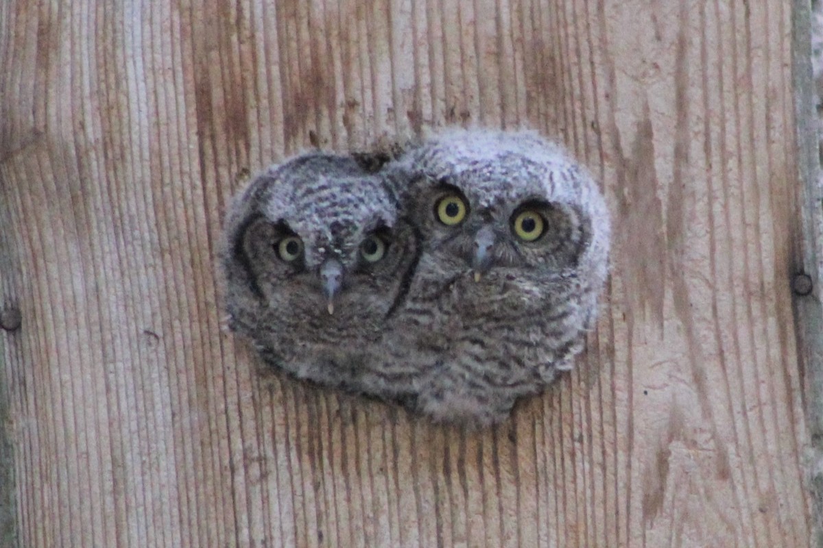 Western Screech-Owl - ML242349501