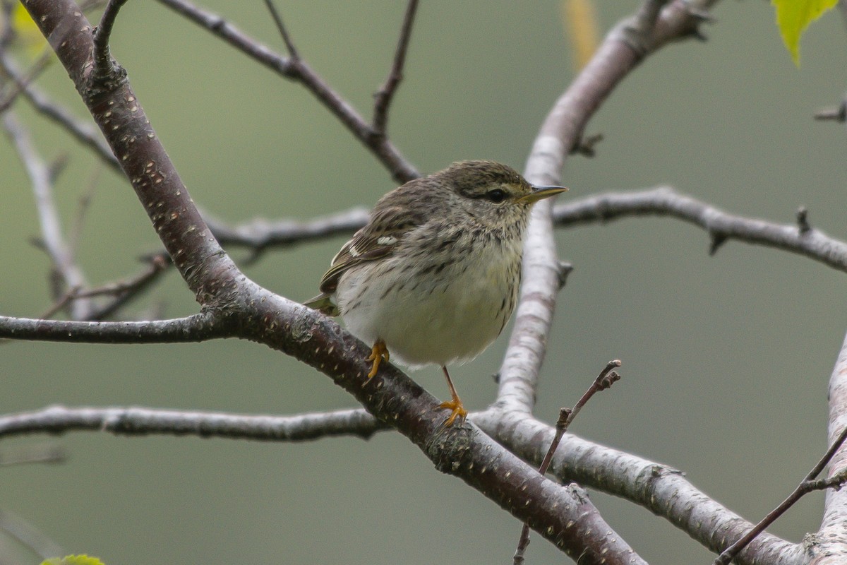 Blackpoll Warbler - ML242349541