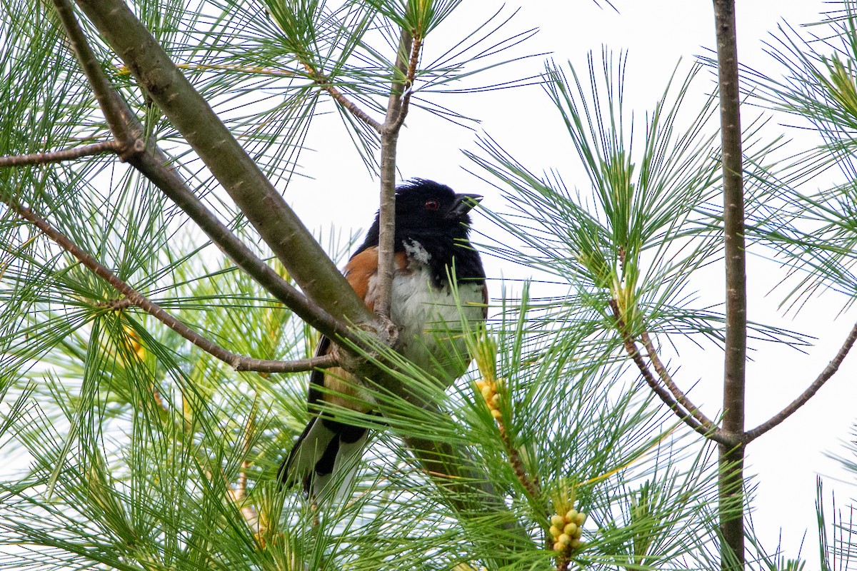 Eastern Towhee - ML242350281