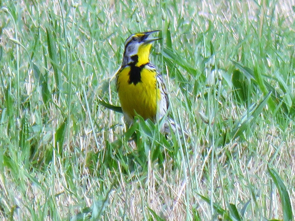 Eastern Meadowlark - Marc Ribaudo