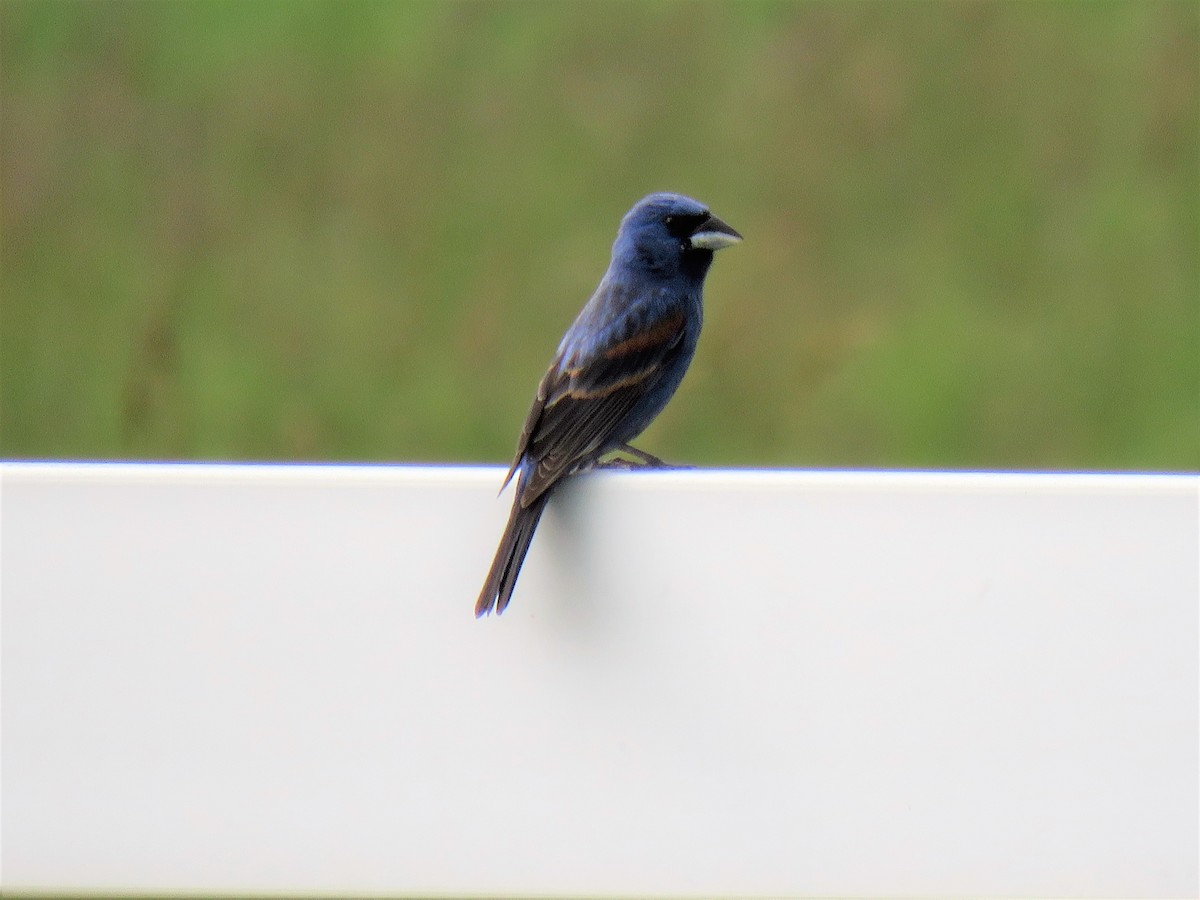 Blue Grosbeak - ML242350391