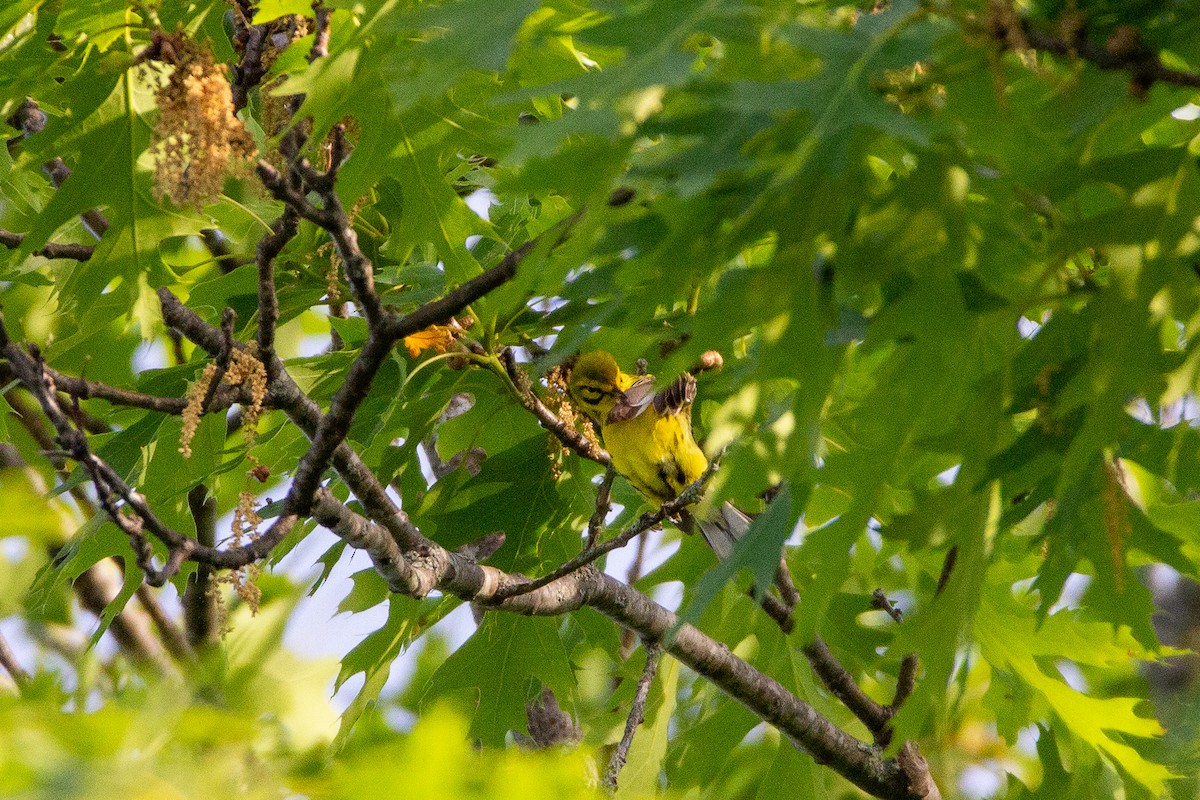 Prairie Warbler - Abraham Bowring