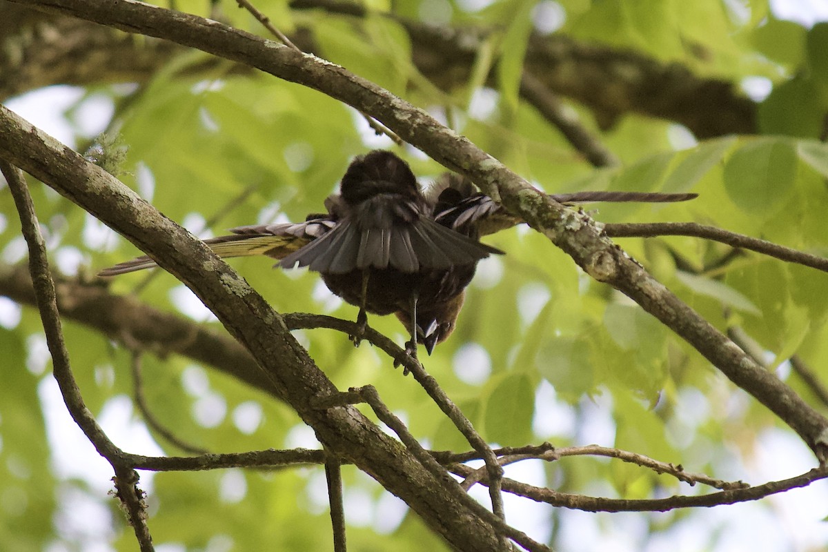 Brown-headed Cowbird - ML242351141