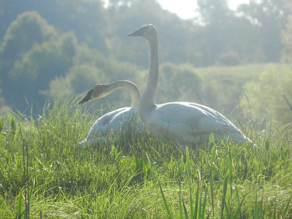 Cygne trompette - ML242351811