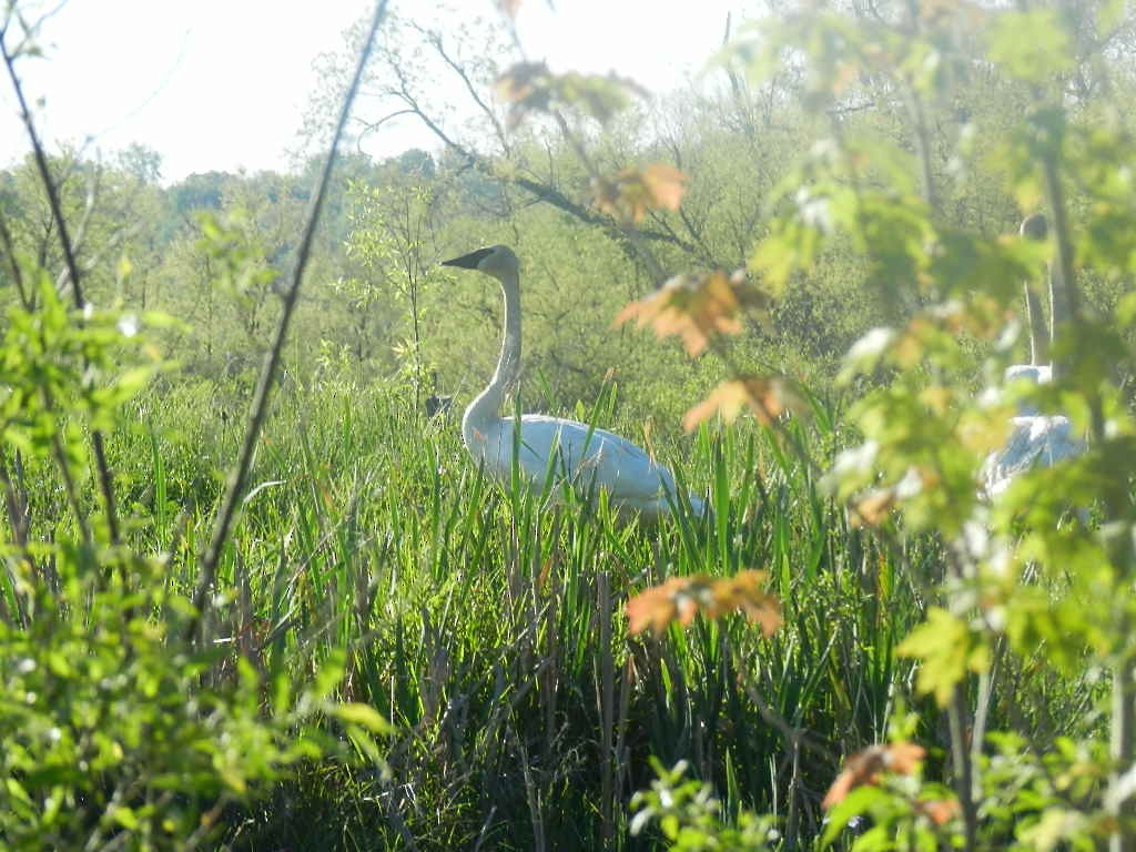 Cygne trompette - ML242351891