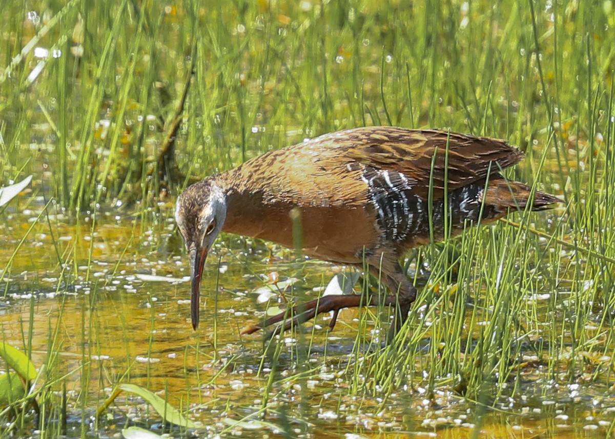 Virginia Rail - ML242352831