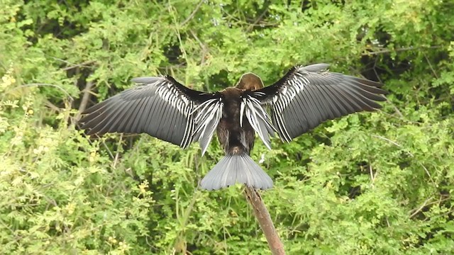 Oriental Darter - ML242353021