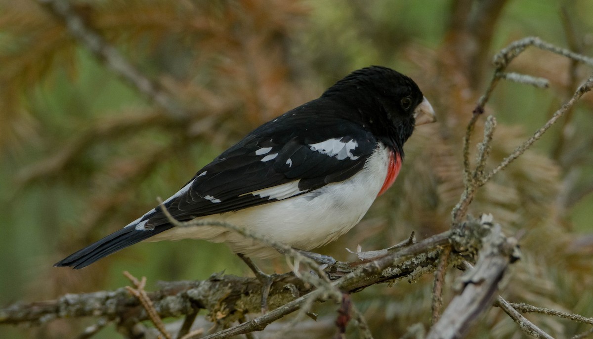 Rose-breasted Grosbeak - ismael chavez