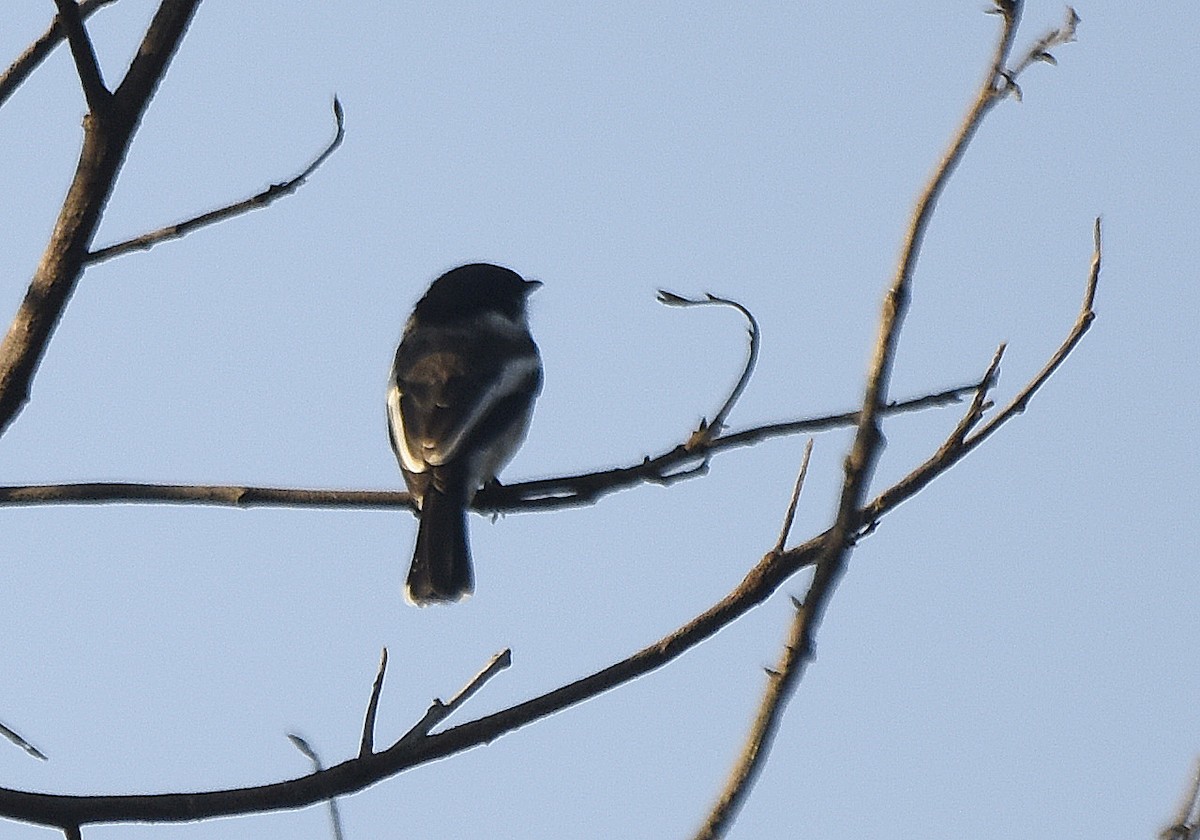 Bar-winged Flycatcher-shrike - ML242354031