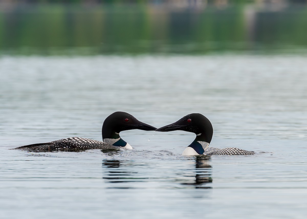 Plongeon huard - ML242354311