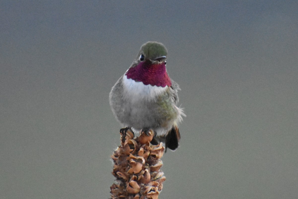 Broad-tailed Hummingbird - ML242355131