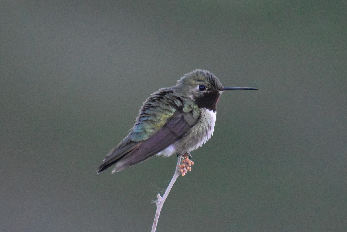 Broad-tailed Hummingbird - ML242355141