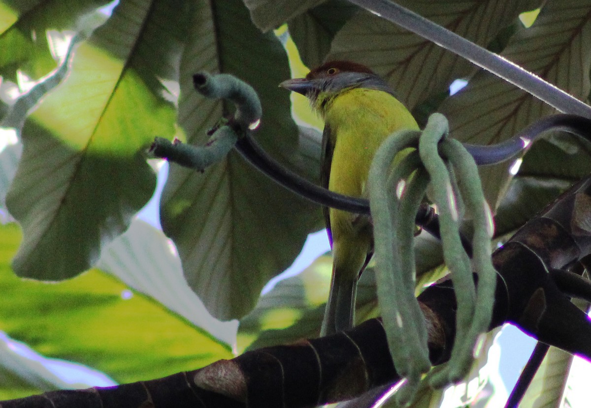 Rufous-browed Peppershrike - ML24235751