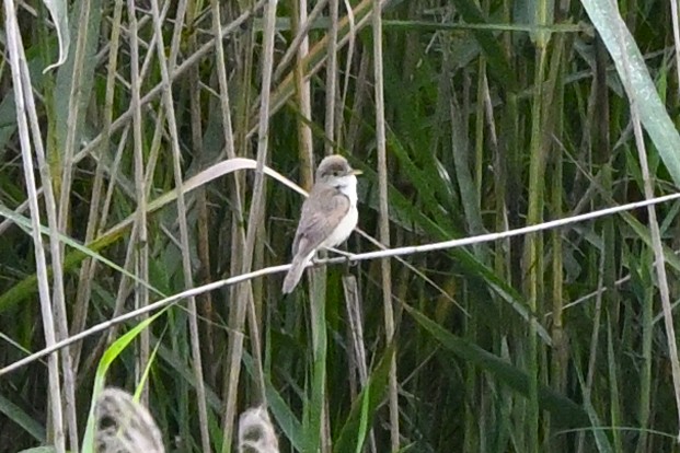 Common Reed Warbler - ML242357841