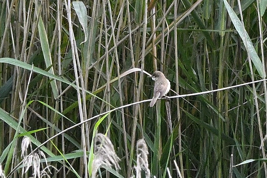 Common Reed Warbler - ML242357851