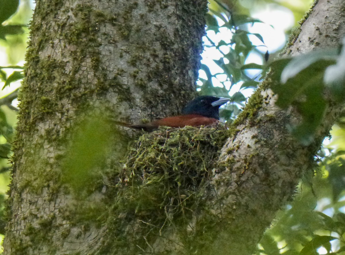 Rufous Vanga - ML242358961