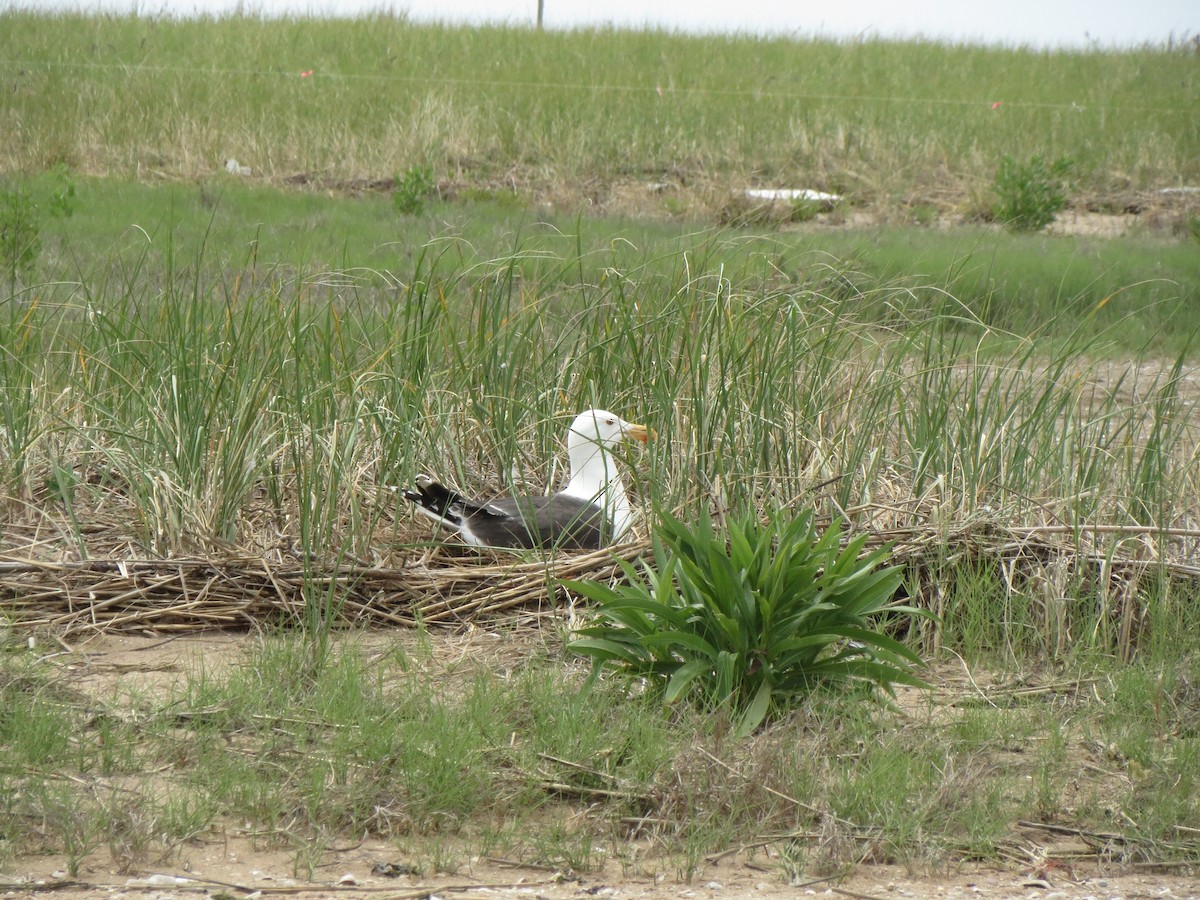 Great Black-backed Gull - Jackson Smith