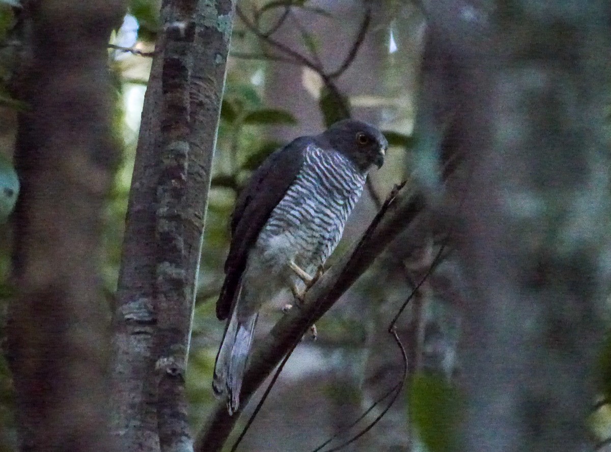 Frances's Sparrowhawk - ML242359861