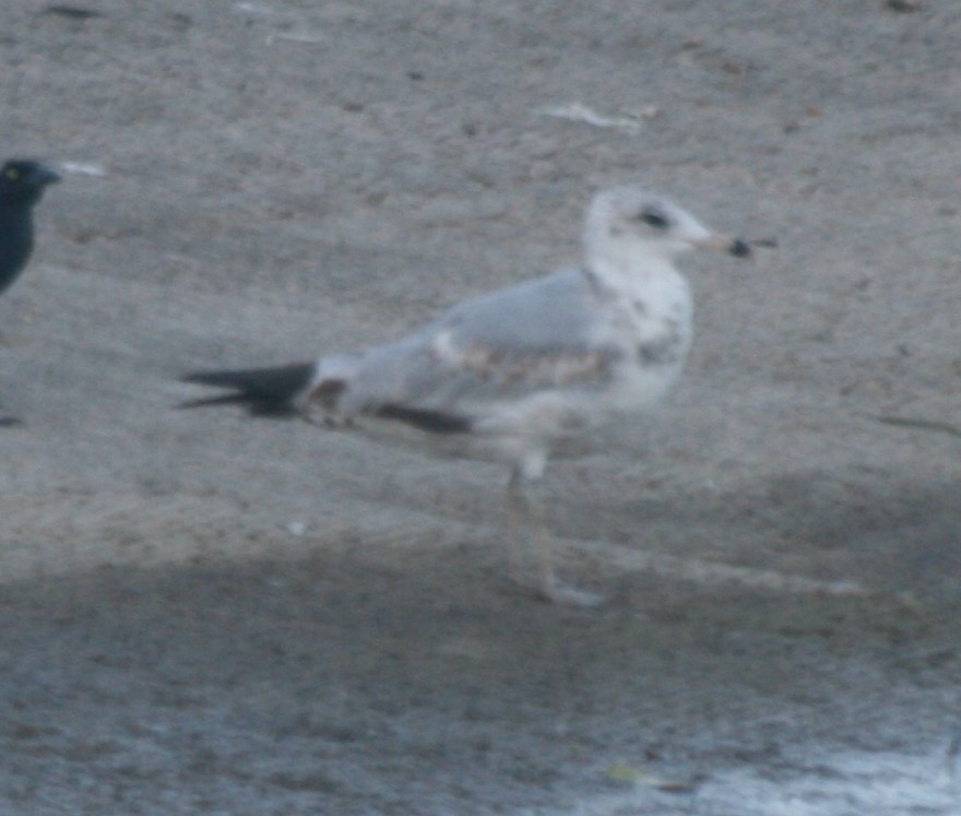 Ring-billed Gull - ML242359911