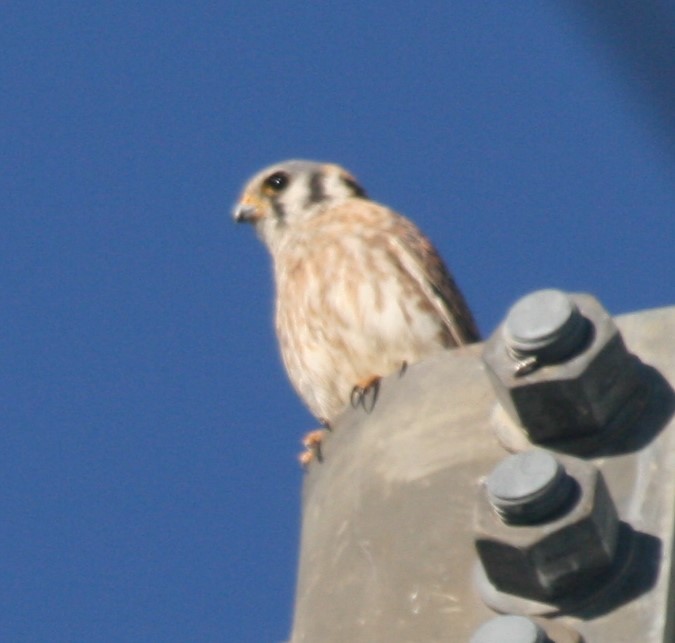 American Kestrel - ML242360081