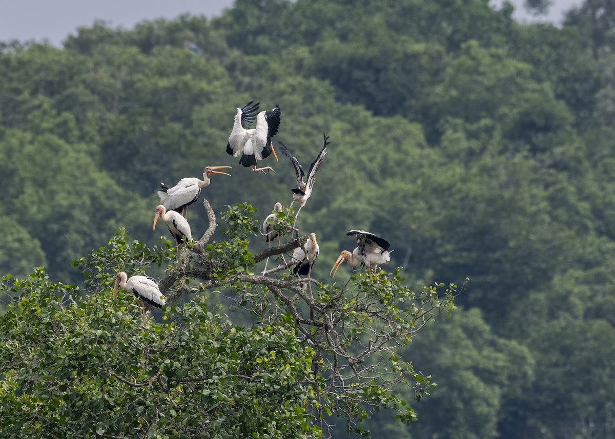 Milky Stork - Wai Loon Wong