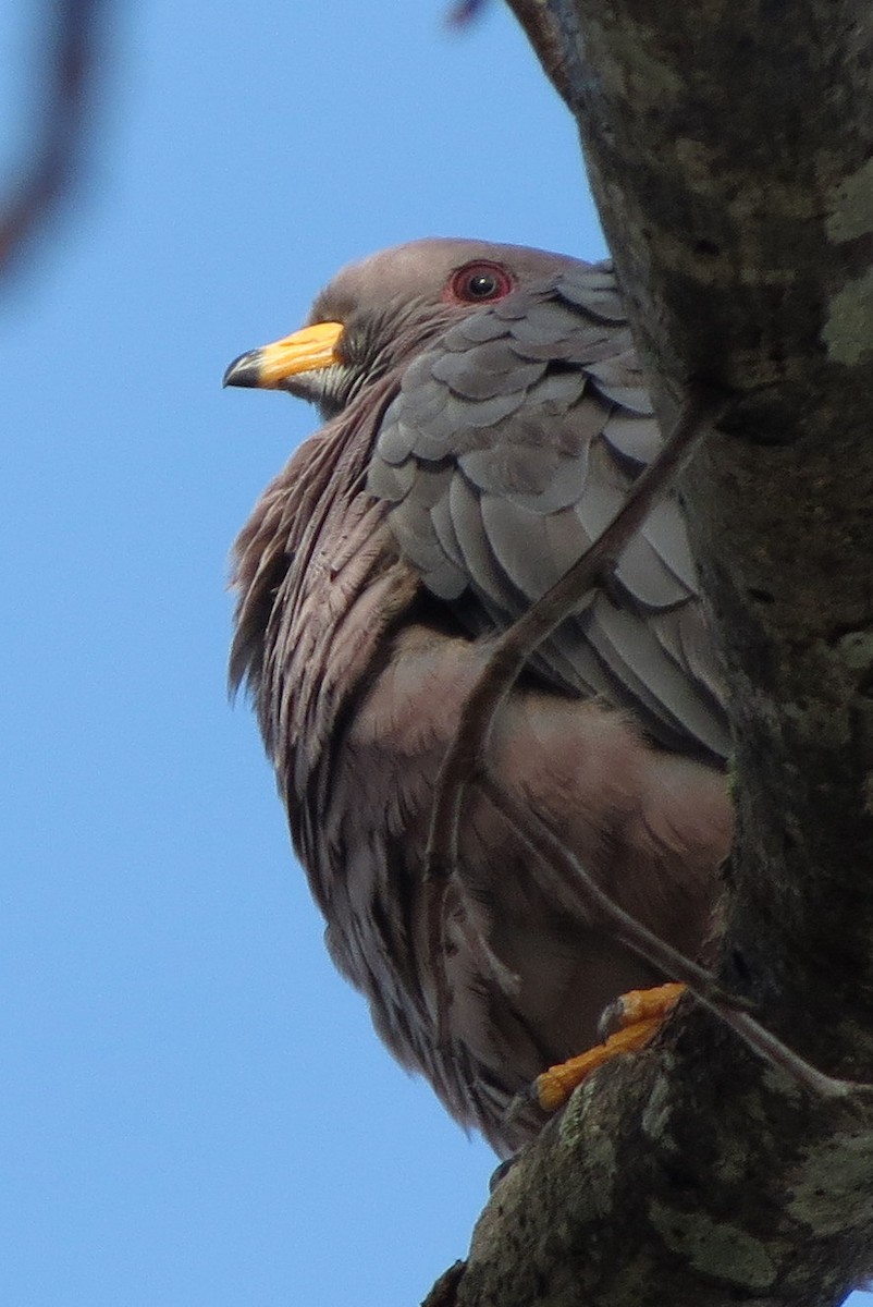 Band-tailed Pigeon - ML24236181