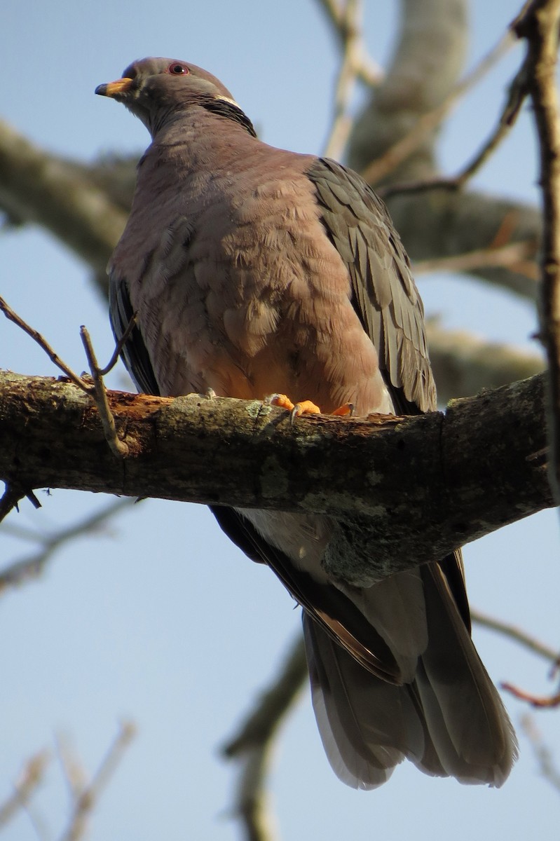 Band-tailed Pigeon - ML24236201