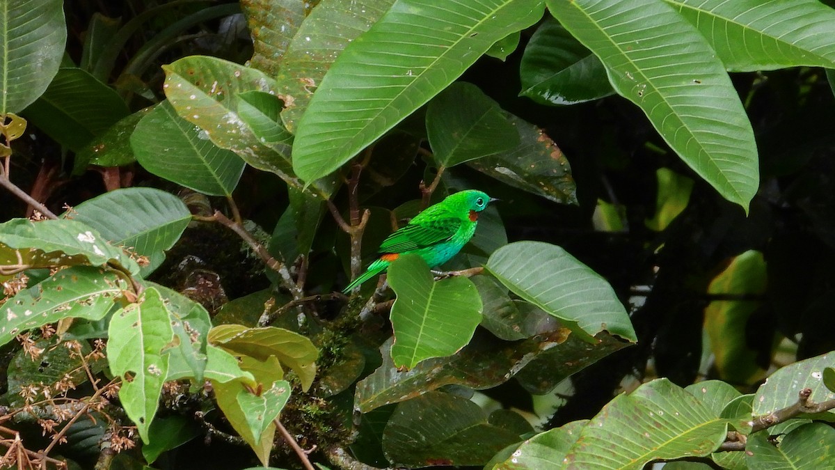 Orange-eared Tanager - ML242362091