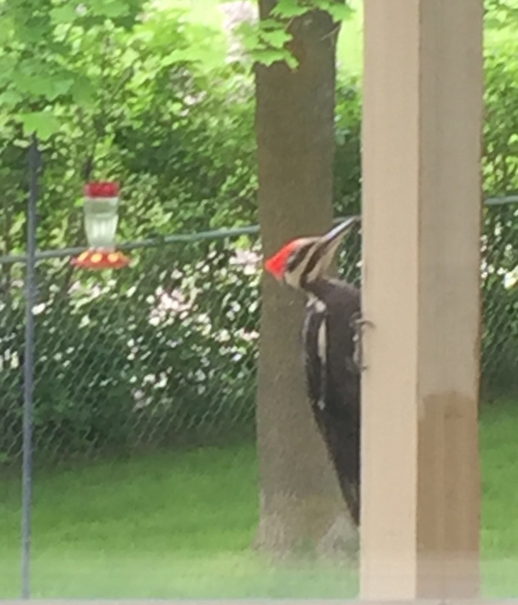 Pileated Woodpecker - ML242362601