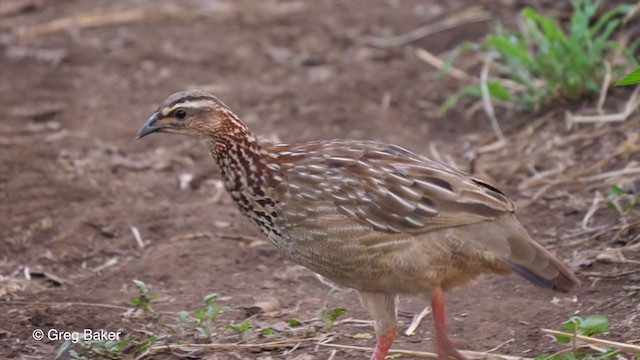 Crested Francolin - ML242363511