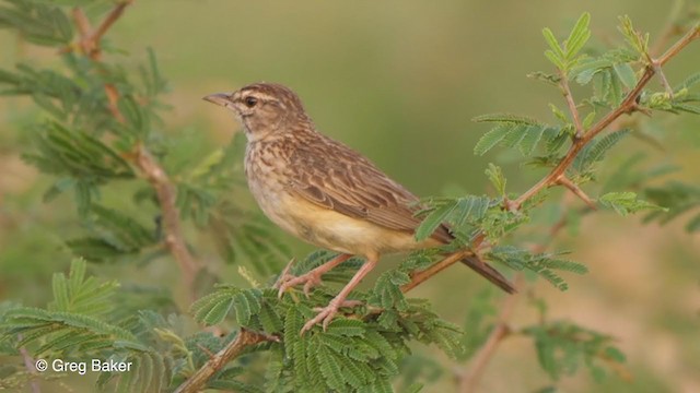 Sabota Lark - ML242363761