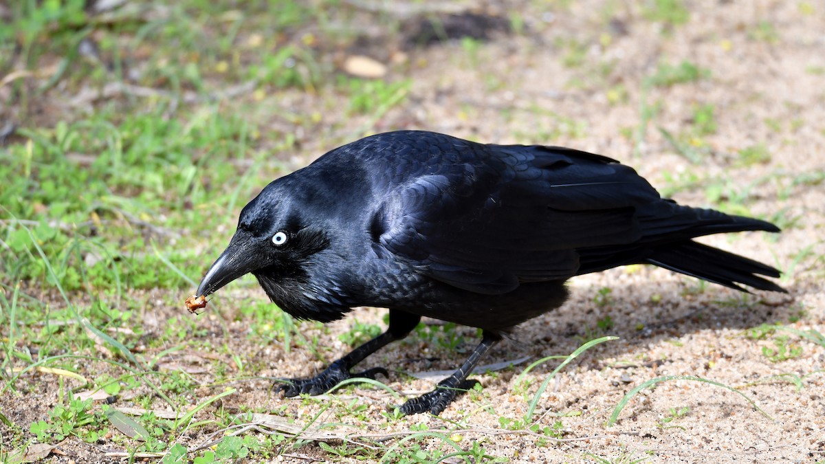 Australian Raven - ML242363911